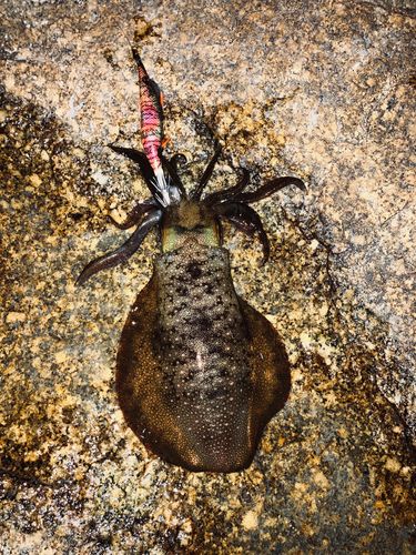 アオリイカの釣果