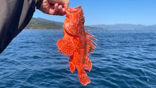 イズカサゴの釣果