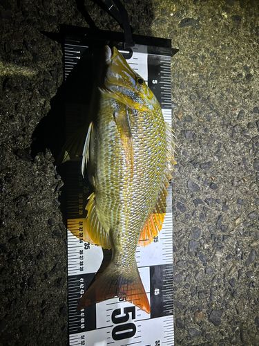 ハマフエフキダイの釣果