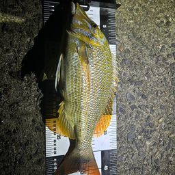 ハマフエフキダイ