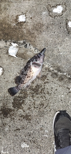 クロソイの釣果