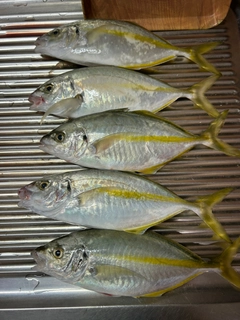 シマアジの釣果