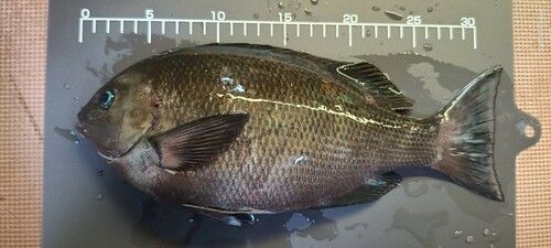 クチブトグレの釣果