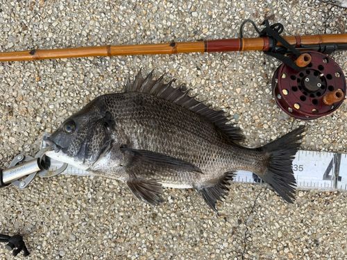 クロダイの釣果