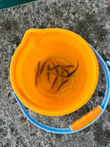 石田フィッシャリーナ