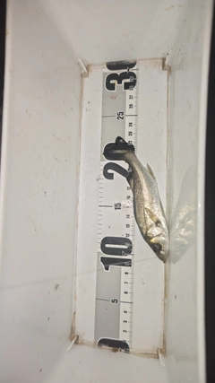 セイゴ（マルスズキ）の釣果