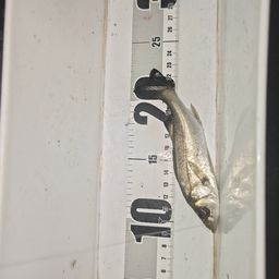 セイゴ（マルスズキ）