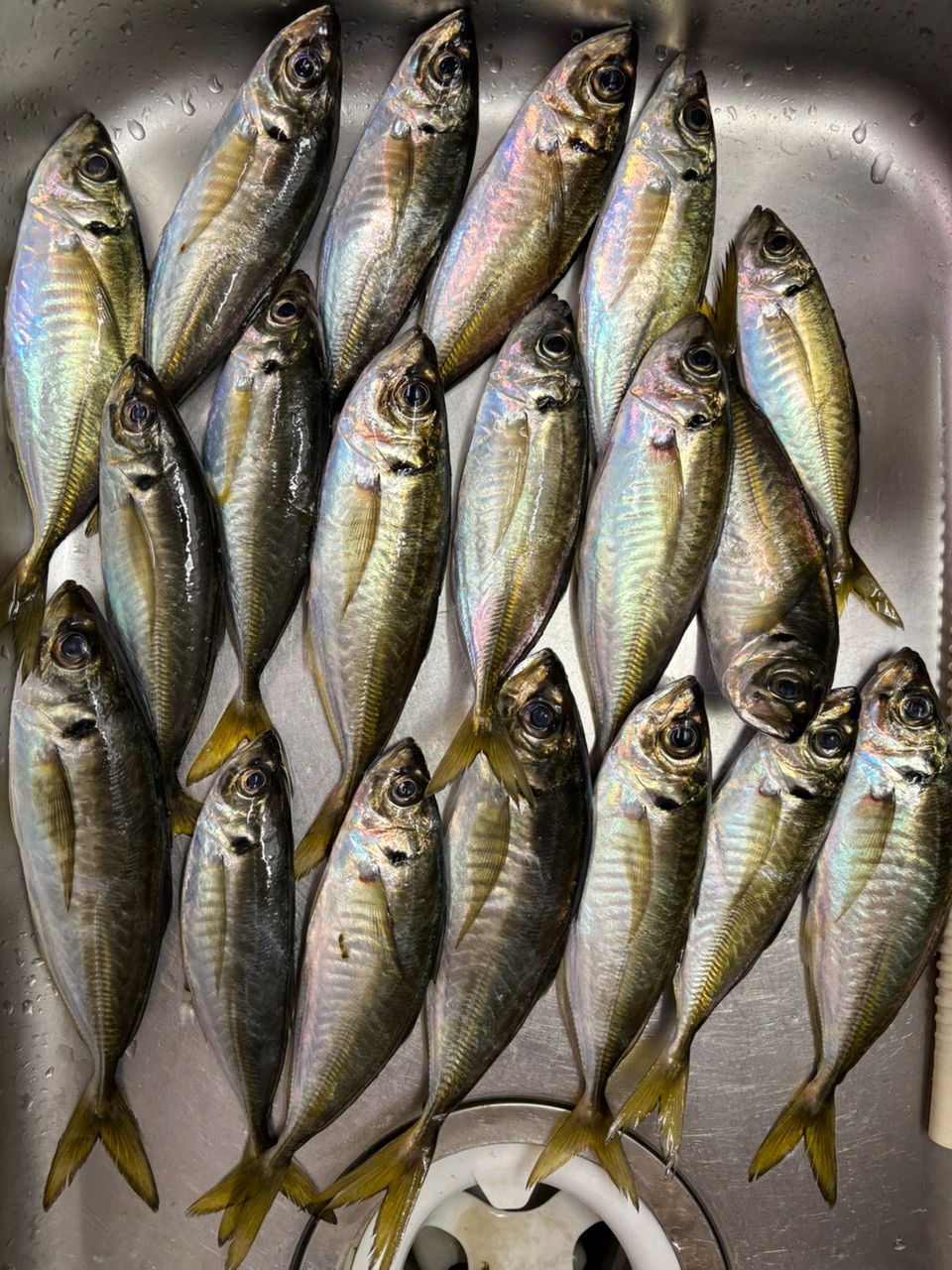 maa&miiさんの釣果 2枚目の画像