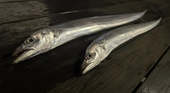 タチウオの釣果