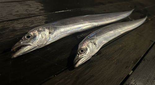 タチウオの釣果