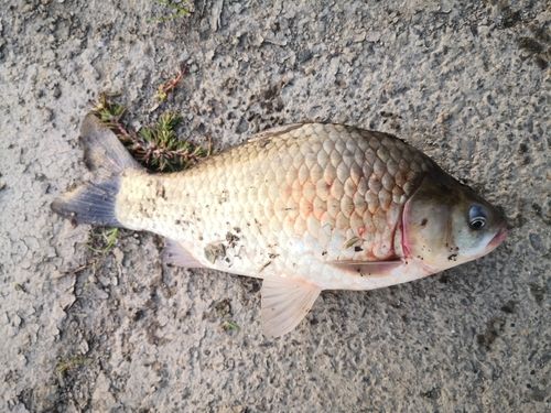 ヘラブナの釣果