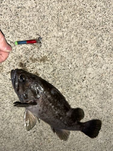 クロソイの釣果