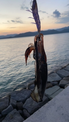 アオリイカの釣果