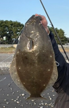 ヒラメの釣果