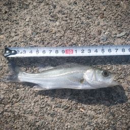 セイゴ（マルスズキ）