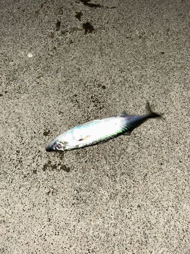 サバの釣果