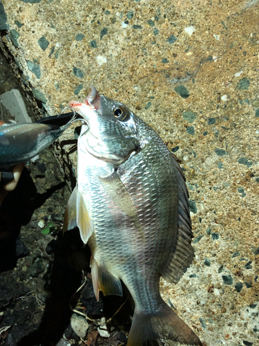 キビレの釣果