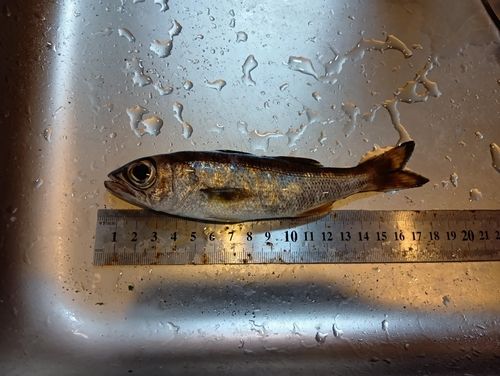 クロムツの釣果