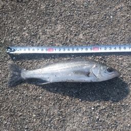 セイゴ（マルスズキ）