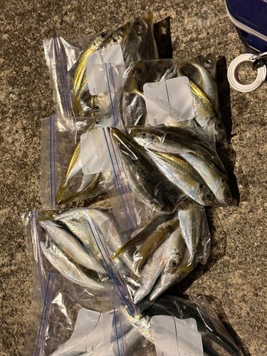 マアジの釣果