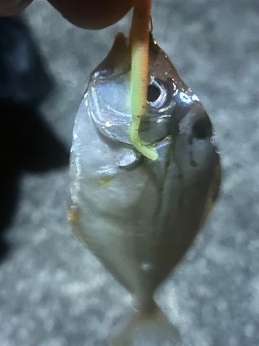 ヒイラギの釣果