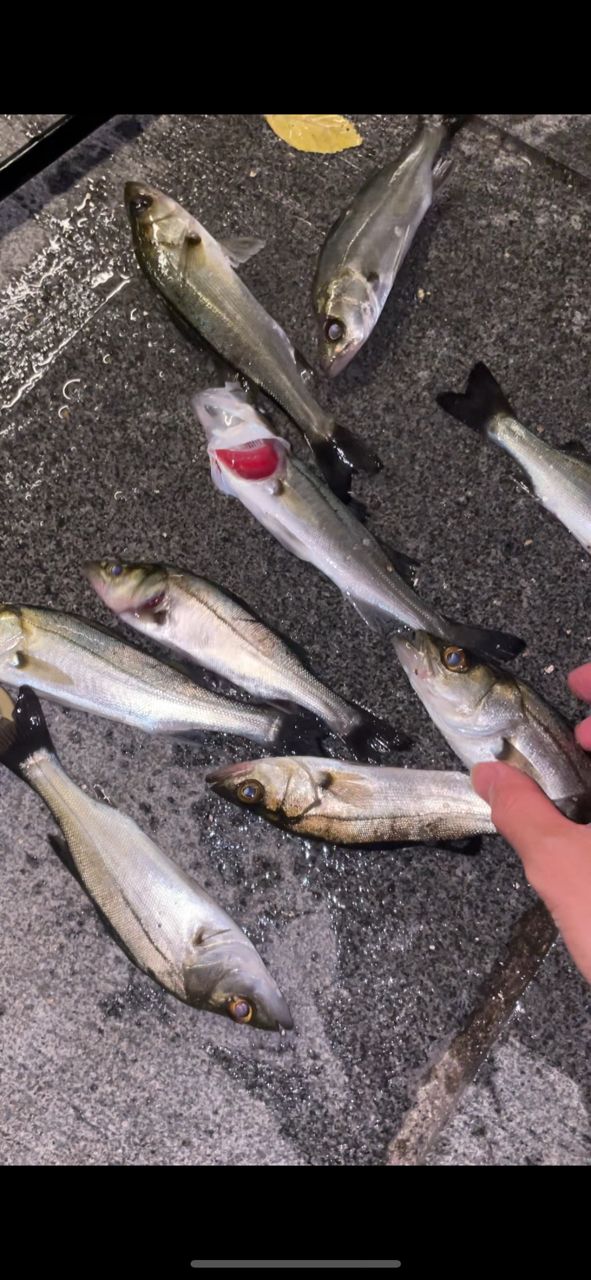 セイゴ（ヒラスズキ）