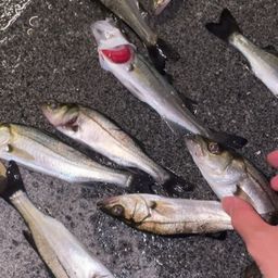 セイゴ（ヒラスズキ）