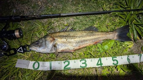 スズキの釣果