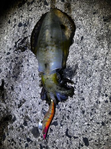 アオリイカの釣果