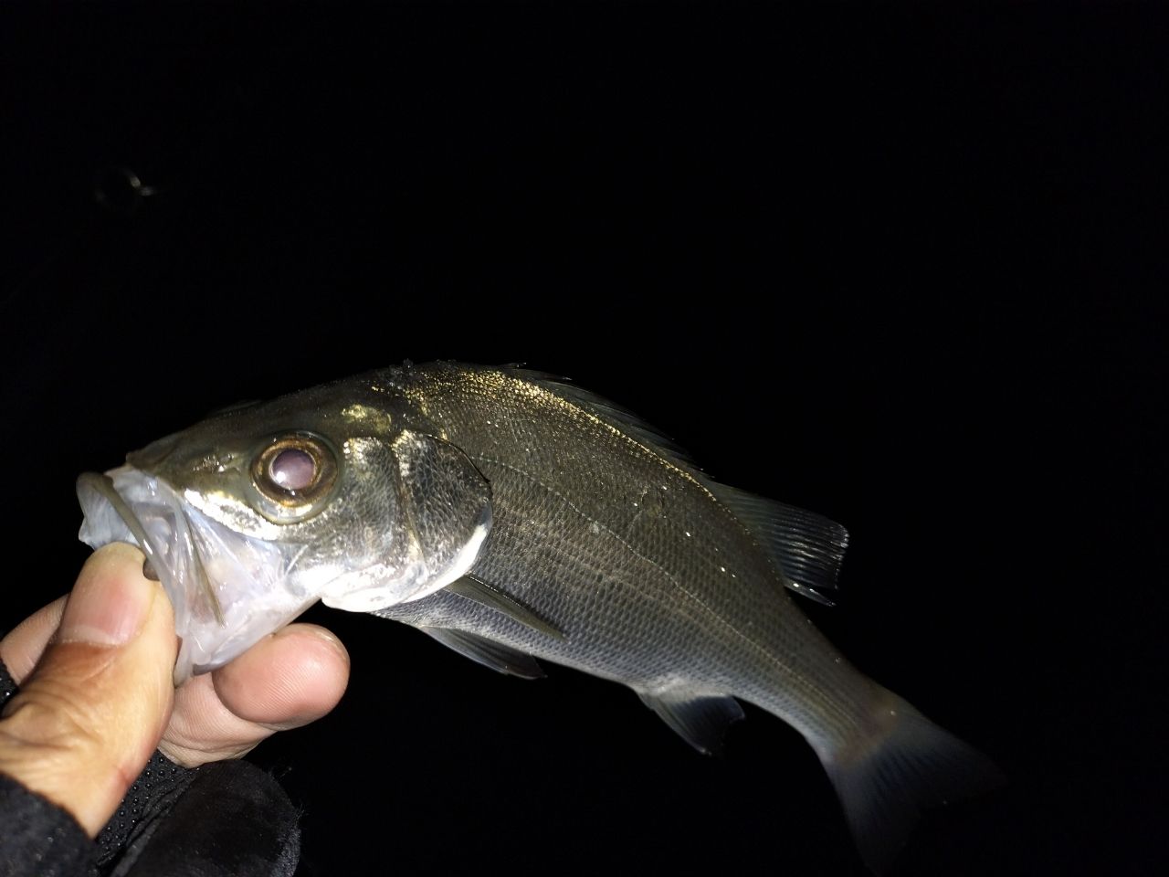 セイゴ（マルスズキ）