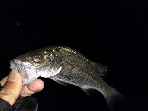 セイゴ（マルスズキ）の釣果