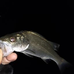 セイゴ（マルスズキ）