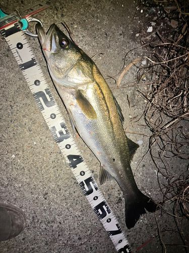 シーバスの釣果