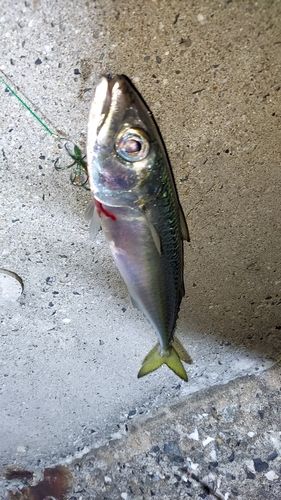 サバの釣果