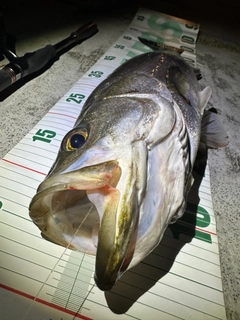 シーバスの釣果