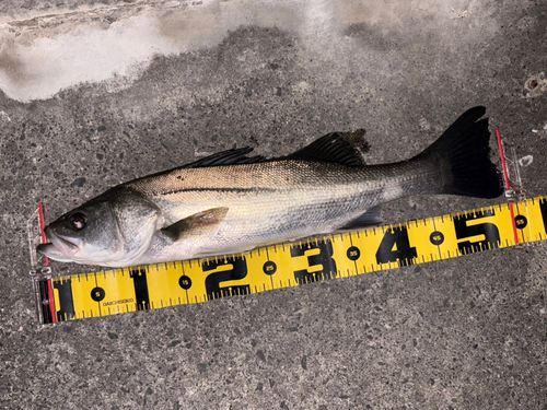 小名浜港市場前