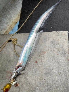 タチウオの釣果