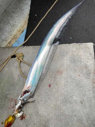 タチウオの釣果