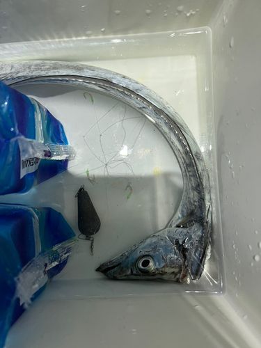 タチウオの釣果