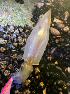 ヤリイカの釣果