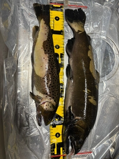 トラウトの釣果