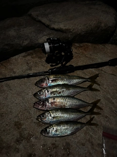 マアジの釣果