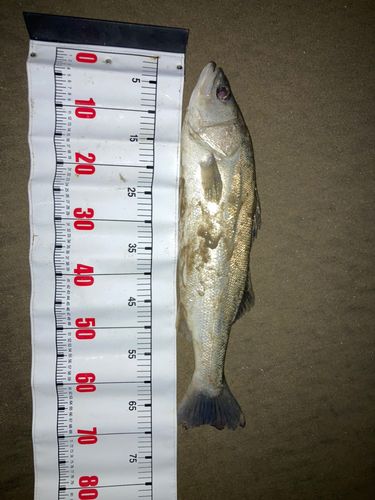 新舞子海岸（いわき）