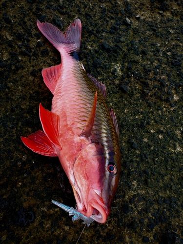 ホウライヒメジの釣果