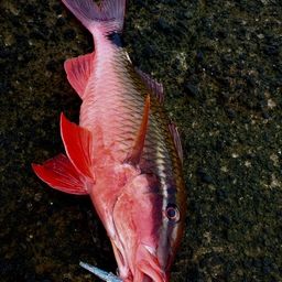 ホウライヒメジ