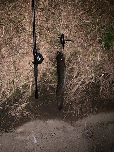 ナマズの釣果