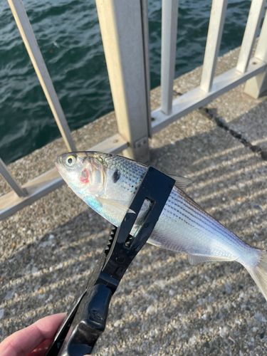 コノシロの釣果