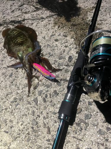 アオリイカの釣果