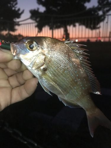 チャリコの釣果