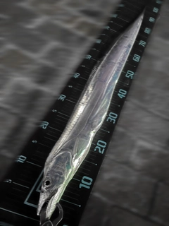 タチウオの釣果